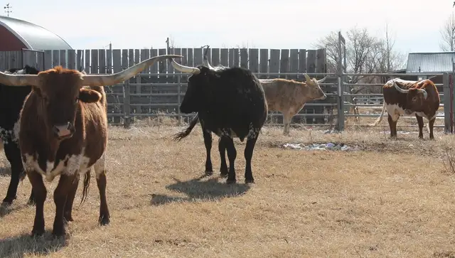 13 Bred Commercial Longhorn Cows Available - Photo 3