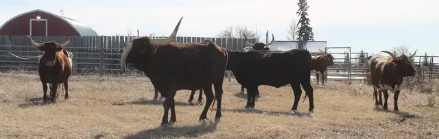 13 Bred Commercial Longhorn Cows Available - Photo 4