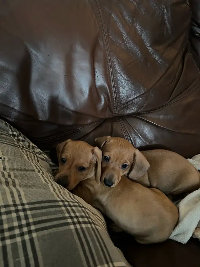 mini dachshund puppies