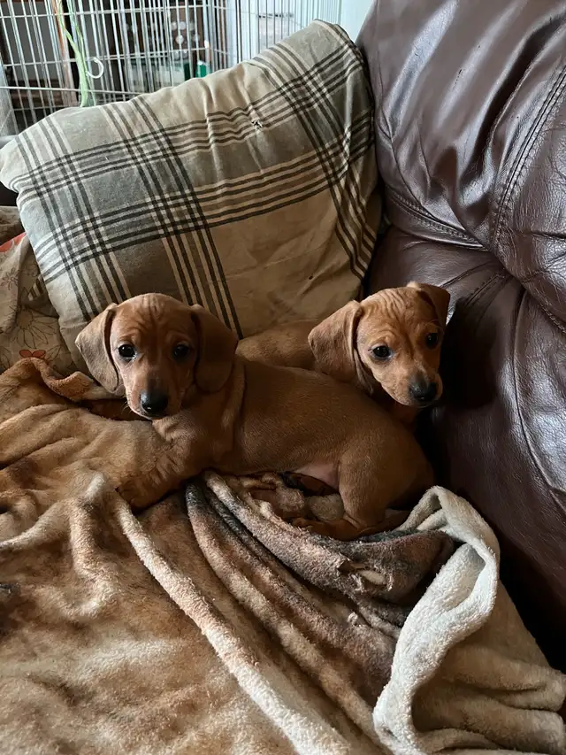 mini dachshund puppies - Photo 2