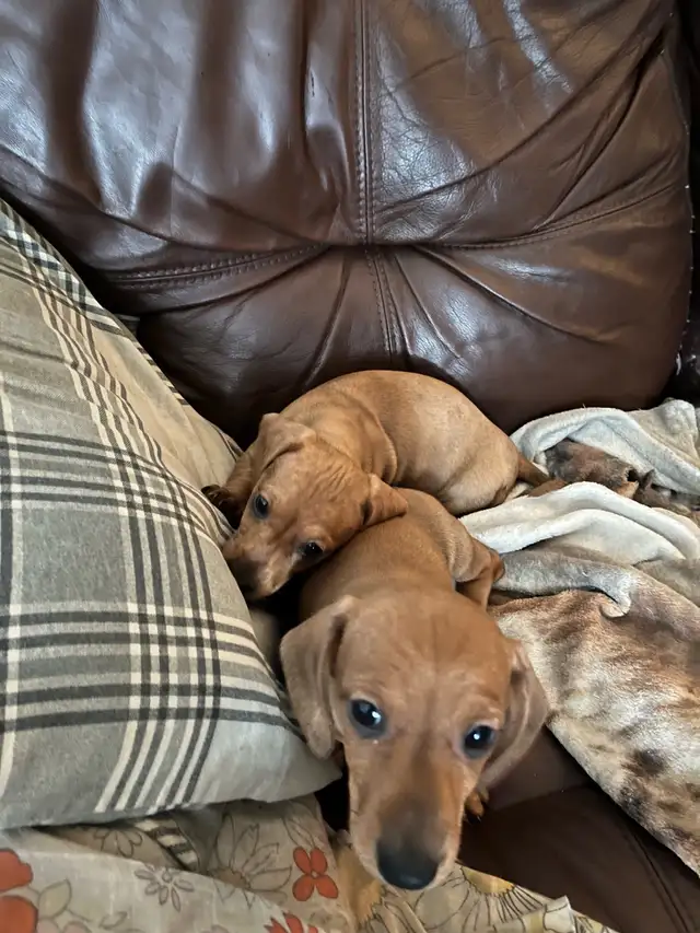 mini dachshund puppies - Photo 3