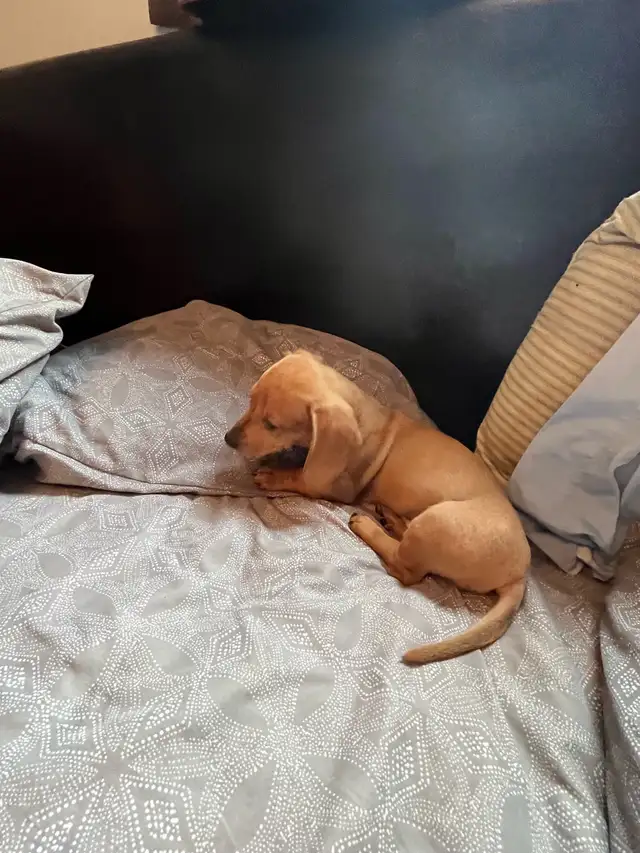 mini dachshund puppies - Photo 4