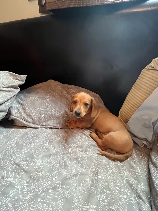 mini dachshund puppies - Photo 5