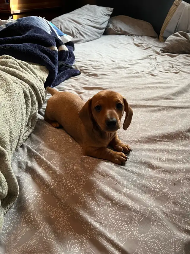 mini dachshund puppies - Photo 6