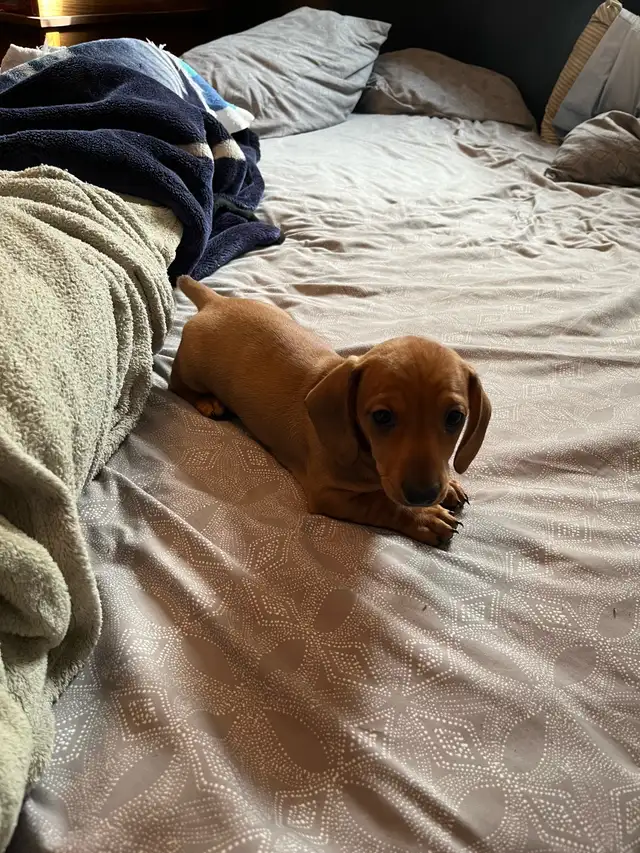 mini dachshund puppies - Photo 7