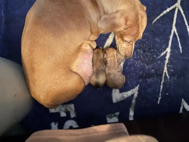 mini dachshund puppies - Photo 8