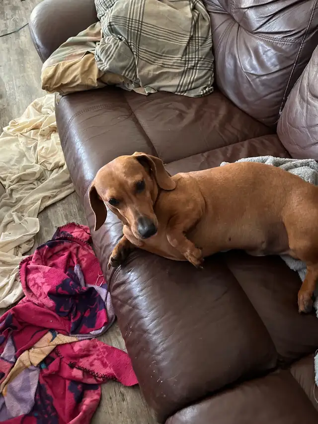 mini dachshund puppies - Photo 9