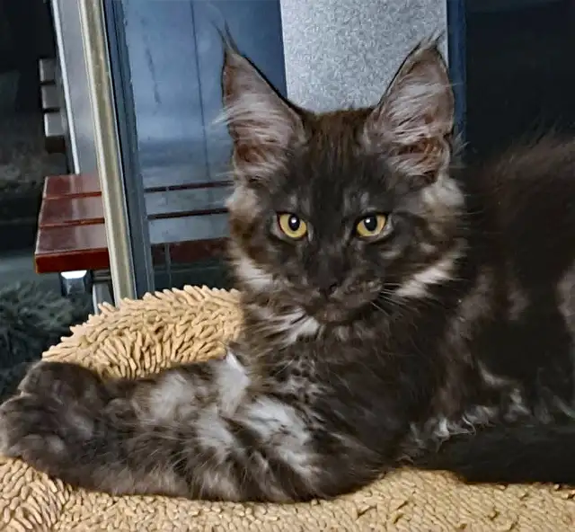 2 CHATONS MAINE COON 1 MÂLE 1 FEMELLE - ENREGISTRÉS TICA