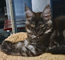 2 CHATONS MAINE COON 1 MÂLE 1 FEMELLE - ENREGISTRÉS TICA