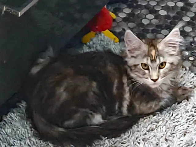 2 CHATONS MAINE COON 1 MÂLE 1 FEMELLE - ENREGISTRÉS TICA - Photo 4