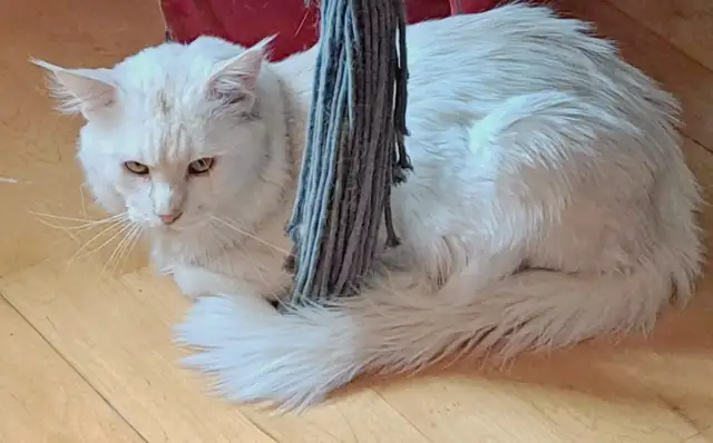 2 CHATONS MAINE COON 1 MÂLE 1 FEMELLE - ENREGISTRÉS TICA - Photo 8