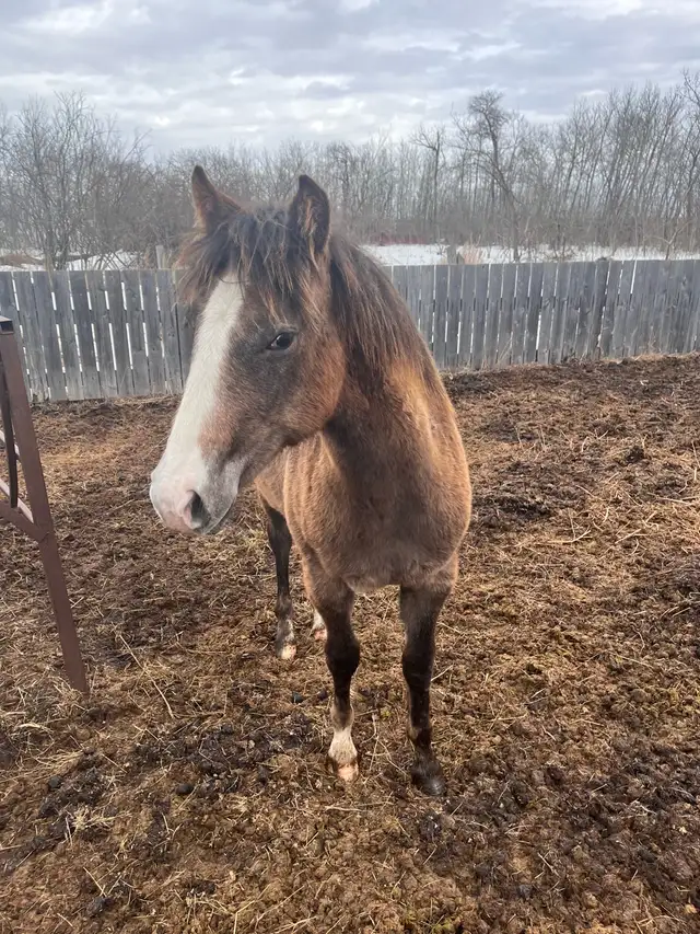 yearling grey filly - Photo 2