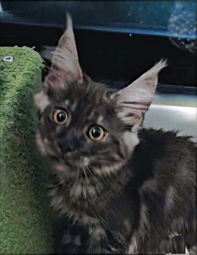 MÂLE ET FEMELLE MAIN COON, ENREGISTRÉS TICA - Photo 2