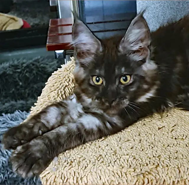 MÂLE ET FEMELLE MAIN COON, ENREGISTRÉS TICA - Photo 3