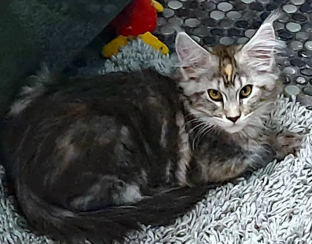 MÂLE ET FEMELLE MAIN COON, ENREGISTRÉS TICA - Photo 4