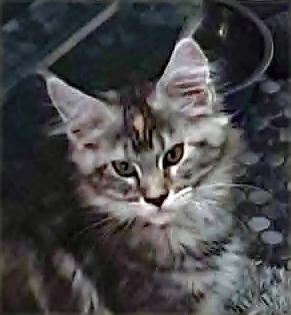 MÂLE ET FEMELLE MAIN COON, ENREGISTRÉS TICA - Photo 5