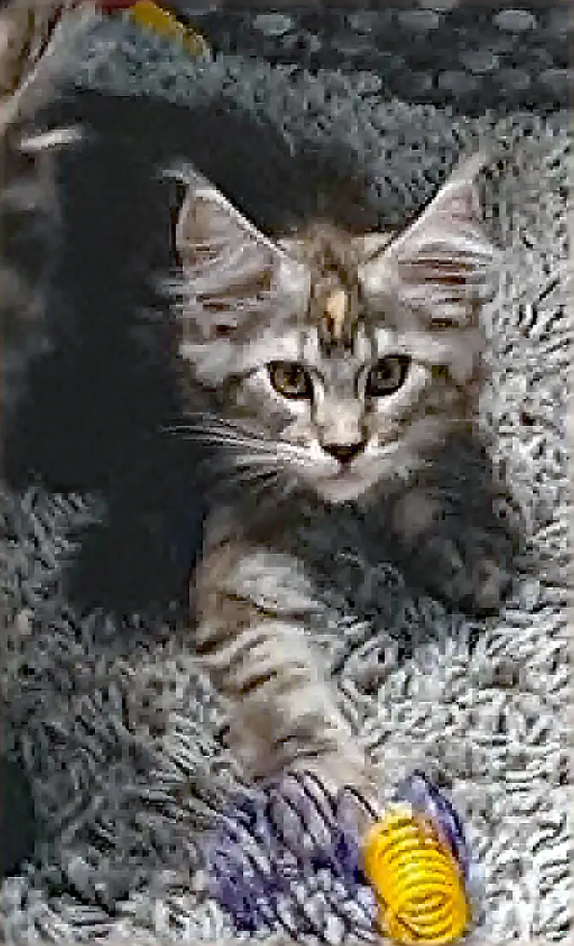 MÂLE ET FEMELLE MAIN COON, ENREGISTRÉS TICA - Photo 6