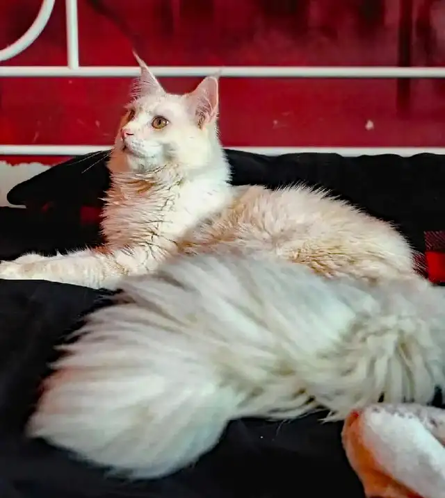 MÂLE ET FEMELLE MAIN COON, ENREGISTRÉS TICA - Photo 7