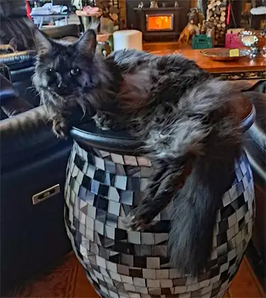 MÂLE ET FEMELLE MAIN COON, ENREGISTRÉS TICA - Photo 9