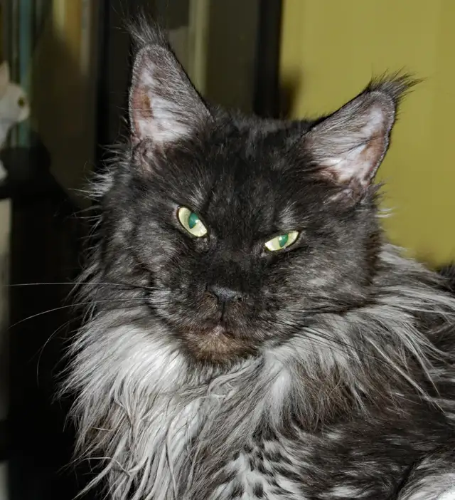 MÂLE ET FEMELLE MAIN COON, ENREGISTRÉS TICA - Photo 10