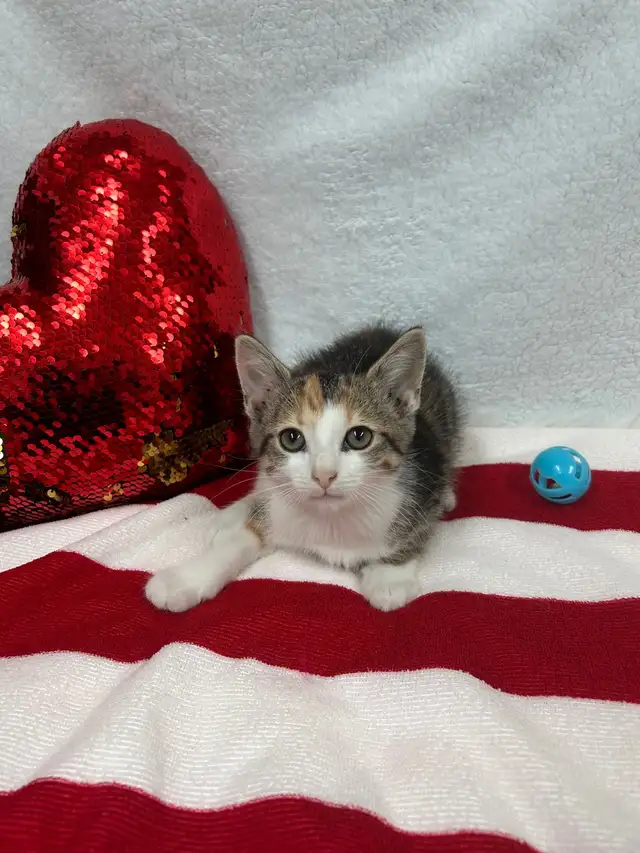 ❤️ Bengal /Siberian kittens ❤️(437) 292-1163 - Photo 4