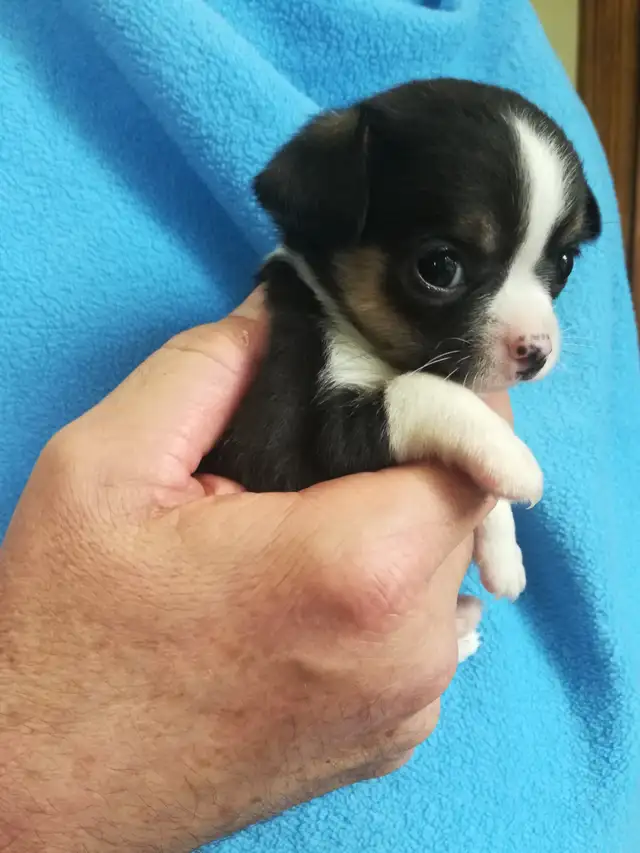 3 TINY TRI-COLOUR  CHIHUAHUAS