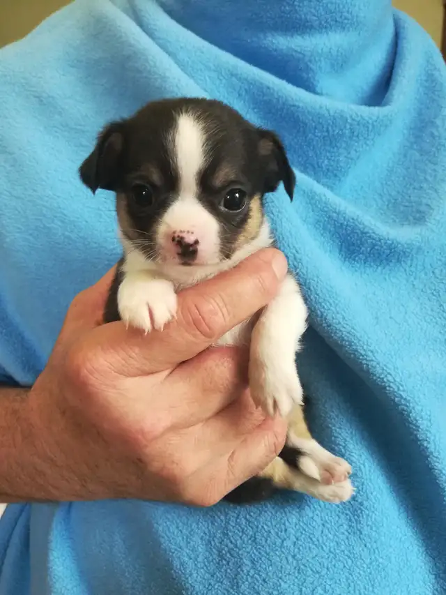 3 TINY TRI-COLOUR  CHIHUAHUAS - Photo 2