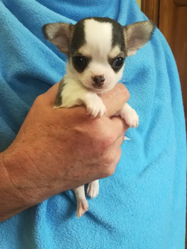 3 TINY TRI-COLOUR  CHIHUAHUAS - Photo 3