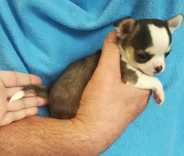3 TINY TRI-COLOUR  CHIHUAHUAS - Photo 4