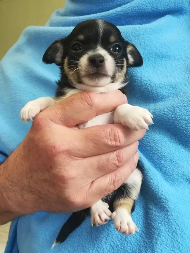 3 TINY TRI-COLOUR  CHIHUAHUAS - Photo 5