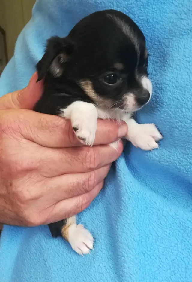 3 TINY TRI-COLOUR  CHIHUAHUAS - Photo 6
