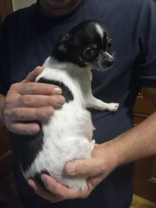 3 TINY TRI-COLOUR  CHIHUAHUAS - Photo 7