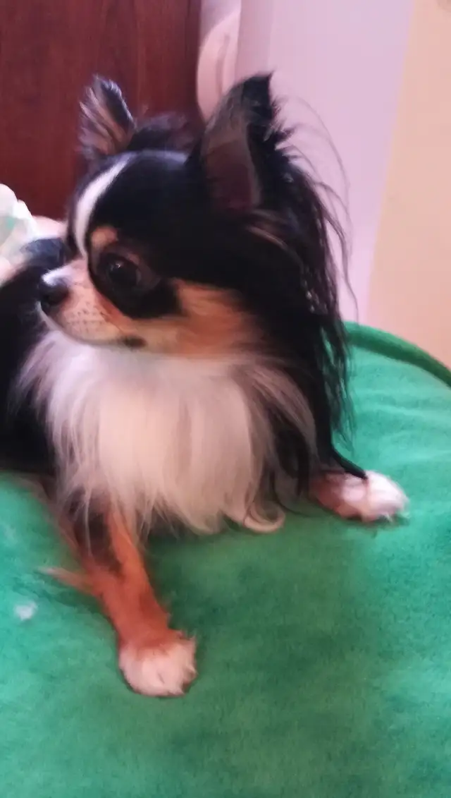 3 TINY TRI-COLOUR  CHIHUAHUAS - Photo 8