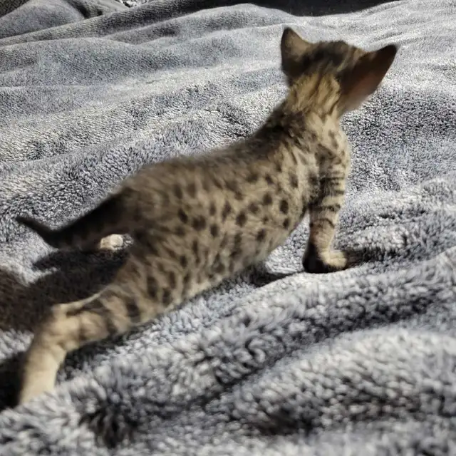 savannah F5SBT - Photo 2