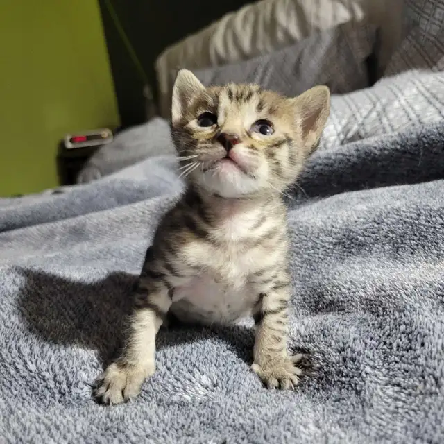 savannah F5SBT - Photo 3