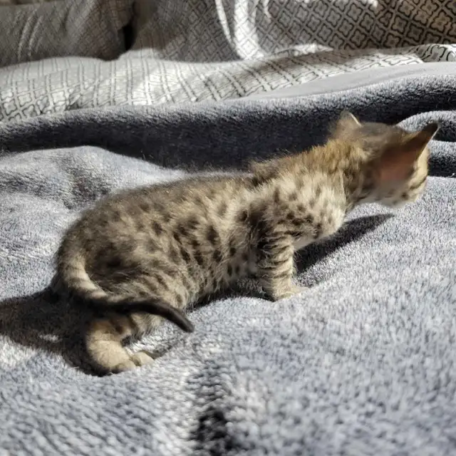 savannah F5SBT - Photo 4