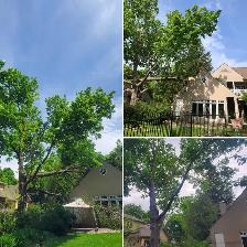 EMERGENCY TREE SERVICES - TORONTO TREE GUYS - 647-390-9223