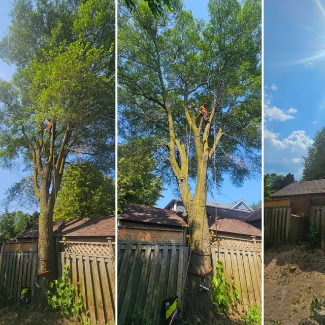 EMERGENCY TREE SERVICES - TORONTO TREE GUYS - 647-390-9223 - Photo 4