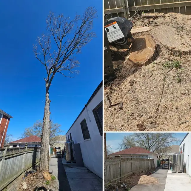 EMERGENCY TREE SERVICES - TORONTO TREE GUYS - 647-390-9223 - Photo 5