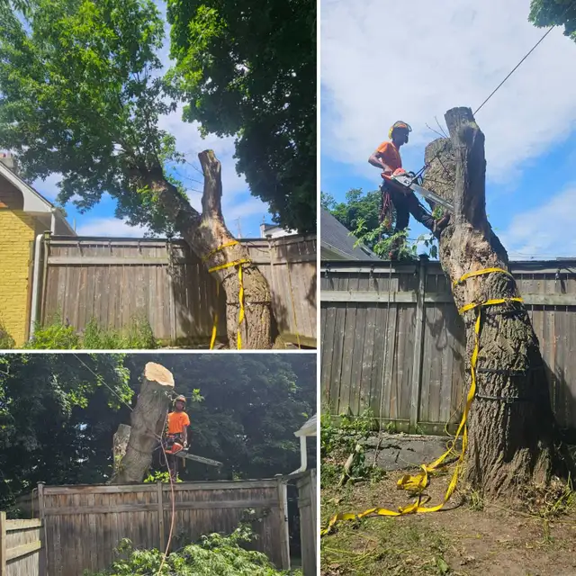 EMERGENCY TREE SERVICES - TORONTO TREE GUYS - 647-390-9223 - Photo 6
