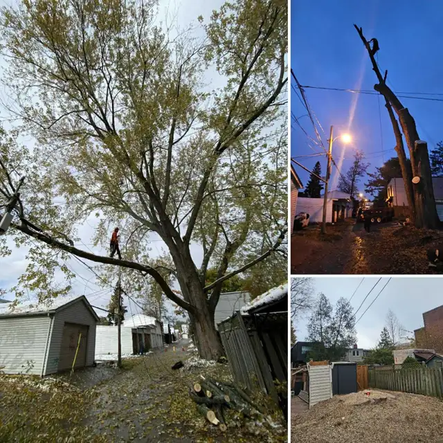 TREE SERVICES - TORONTO TREE GUYS - TREE REMOVAL - PRUNING - Photo 2