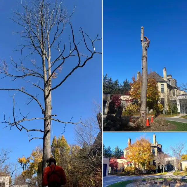 TREE SERVICES - TORONTO TREE GUYS - TREE REMOVAL - PRUNING - Photo 3