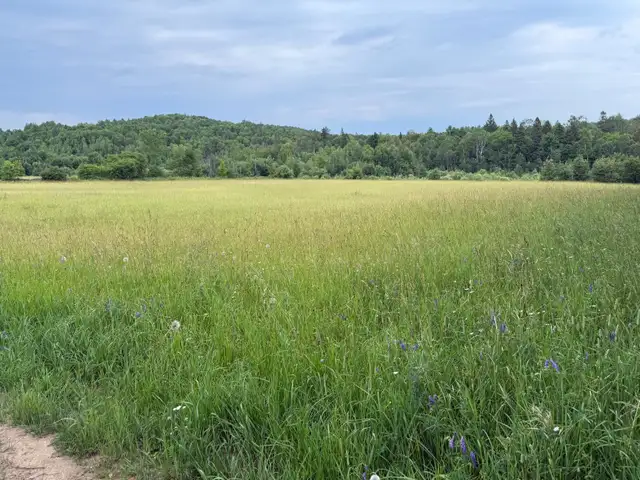 Agricultural field for rent - Photo 2