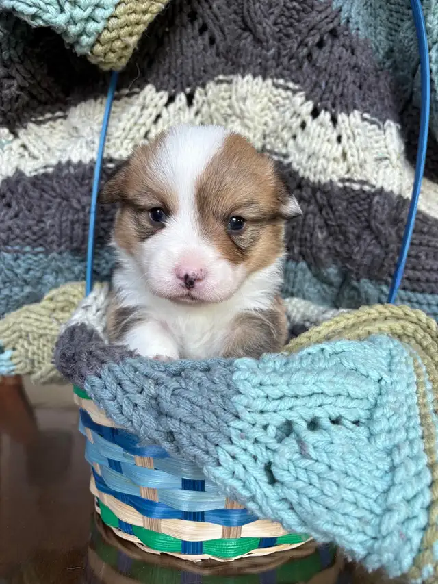 Corgi Puppies - Photo 2