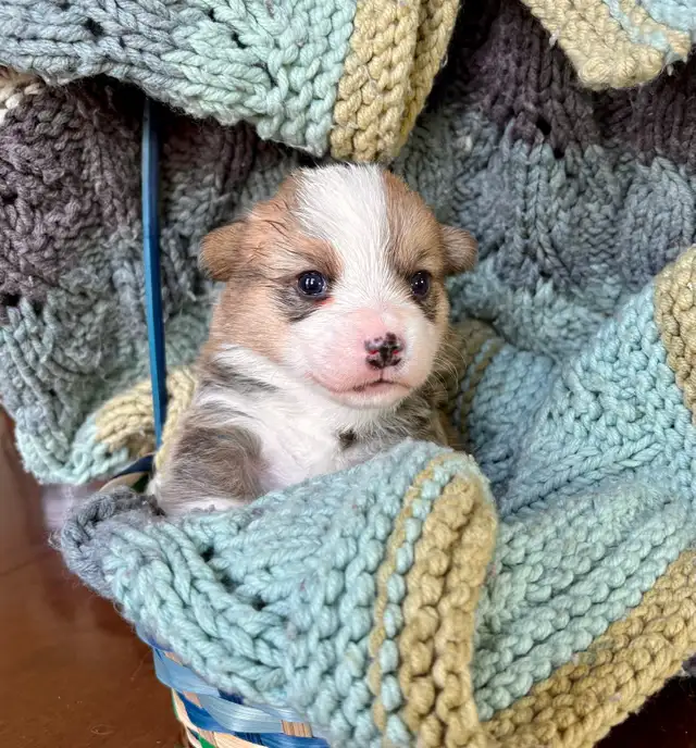 Corgi Puppies - Photo 3