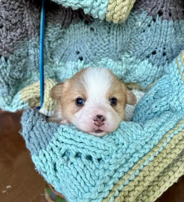 Corgi Puppies - Photo 4
