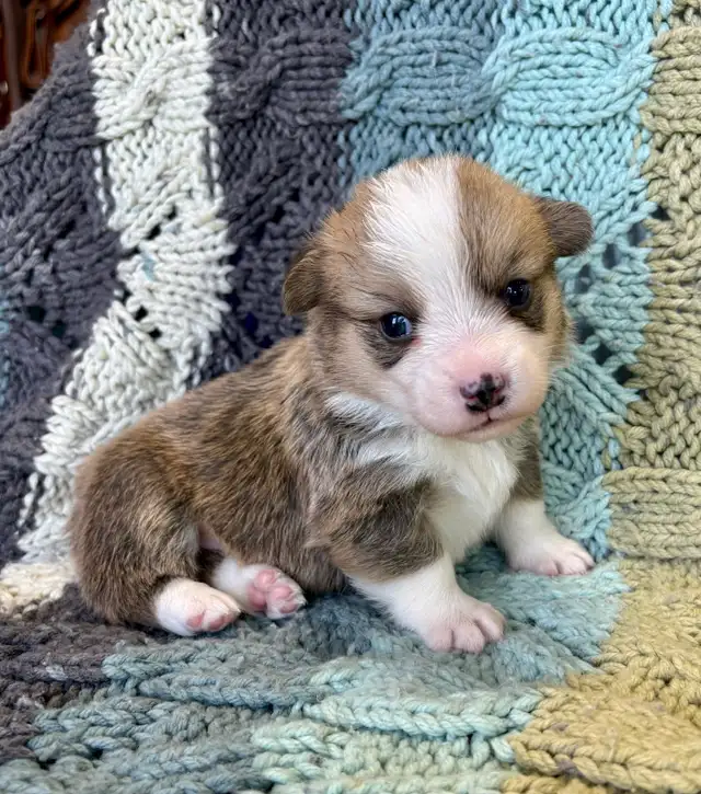 Corgi Puppies - Photo 5