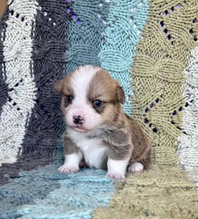 Corgi Puppies - Photo 6