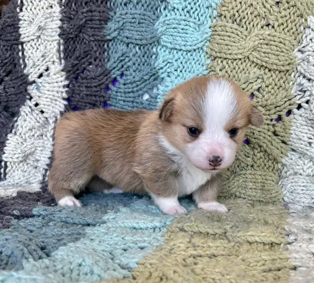 Corgi Puppies - Photo 7