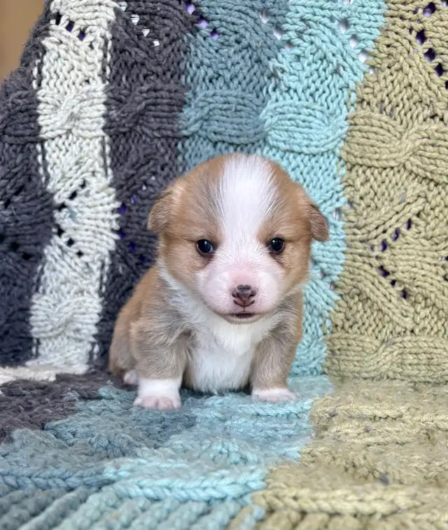 Corgi Puppies - Photo 8